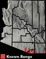 Mountain Skink (Plestiodon callicephalus) Arizona Range Map