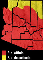 Gophersnake (Pituophis catenifer) Arizona Range map