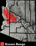 Gilbert's Skink (Plestiodon gilberti) Arizona Range Map