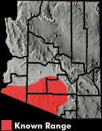 Goode's Horned Lizard (Phrynosoma goodei) Arizona Range Map