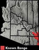 Round-tailed Horned Lizard (Phrynosoma modestum) Arizona Range Map