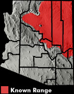 Many-lined Skink (Plestiodon multivirgatus) Arizona Range Map