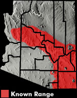 Great Plains Skink (Plestiodon obsoletus) Arizona Range Map