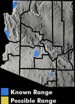Baja California Treefrog (Pseudacris hypochondriaca) Arizona Range Map