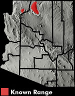 Western Skink (Plestiodon skiltonianus) Arizona Range Map