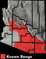 Regal Horned Lizard (Phrynosoma solare) Arizona Range Map