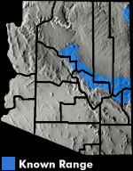 Western Chorus Frog (Pseudacris triseriata) Arizona Range Map