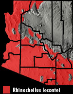Long-nosed Snake (Rhinocheilus lecontei) Arizona Range Map