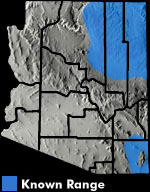 Plains Spadefoot (Spea bombifrons) Arizona Range Map