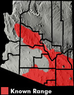 Clark's Spiny Lizard (Sceloporus clarkii) Arizona Range Map