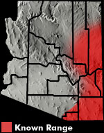 Southwestern Fence Lizard (Sceloporus cowlesi) Arizona Range Map