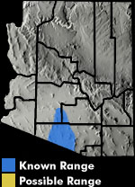 LOWLAND BURROWING TREEFROG (Smilisca fodiens) Arizona Range Map