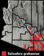 EASTERN PATCH-NOSED SNAKE (Salvadora grahamiae) Arizona Range Map
