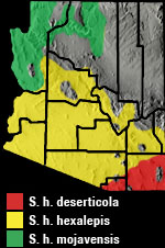 WESTERN PATCH-NOSED SNAKE (Salvadora hexalepis) Arizona Range Map