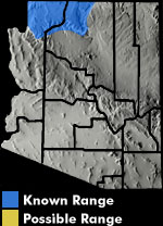 Great Basin Spadefoot (Spea intermontana) Arizona Range Map