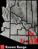 Yarrow's Spiny Lizard (Sceloporus jarrovii) Arizona Range Map