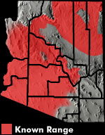 Desert Spiny Lizard (Sceloporus magister) Arizona Range Map