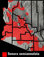 Groundsnake (Sonora semiannulata) Arizona Range Map