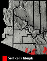 Green Ratsnake (Senticolis triaspis) Arizona Range map