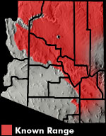 Plateau Fence Lizard (Sceloporus tristichus) Arizona Range Map