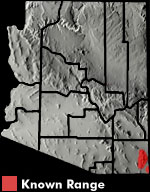 Striped Plateau Lizard (Sceloporus virgatus) Arizona Range Map
