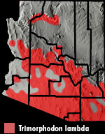 SSonoran Lyresnake (Trimorphodon lambda) Arizona Range Map