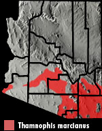 Checkered Gartersnake (Thamnophis marcianus) Arizona Range Map