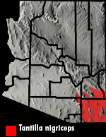 PLAINS BLACK-HEADED SNAKE  (Tantilla nigriceps) Arizona Range Map