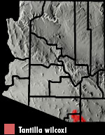 Chihuahuan Black-headed Snake (Tantilla wilcoxi) Arizona Range Map
