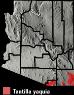 Yaqui Black-headed Snake (Tantilla yaquia) Arizona Range Map