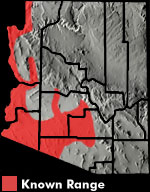 Long-tailed Brush Lizard (Urosaurus graciosus) Arizona Range Map