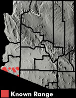 Yuman Fringe-toed Lizard (Uma rufopunctata) Arizona Range Map