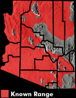 Common Side-blotched Lizard (Uta stansburiana) Arizona Range Map