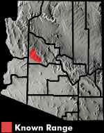 Arizona Night Lizard (Xantusia arizonae) Arizona Range Map