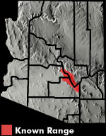 Bezy's Night Lizard (Xantusia bezyi) Arizona Range Map