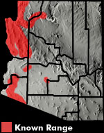 Desert Night Lizard (Xantusia vigilis) Arizona Range Map