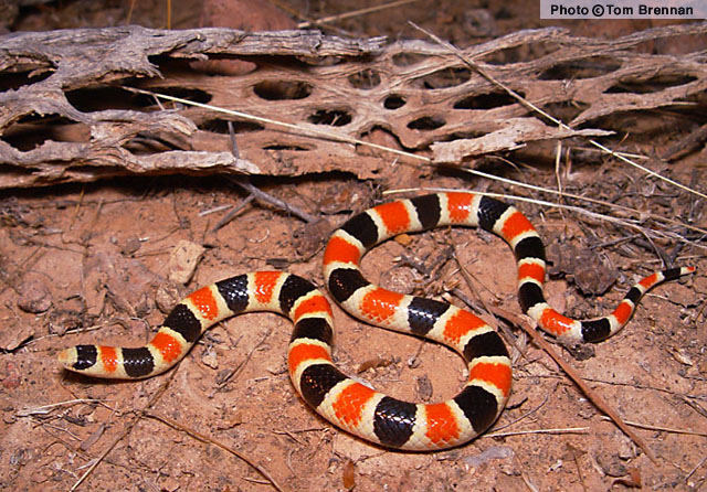 Sonoran Shovel-nosed Snake (Chionactis palarostris) Organ Pipe Shovel-noased Snake, Arizona