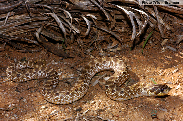 Mexican Hog-nosed Snake (Heterodon kennerlyi) Arizona
