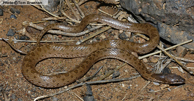 Hooded Nightsnake (Hypsiglena sp.) Cochise County, Arizona