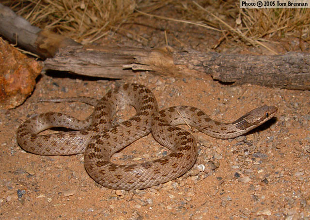 Desert Nightsnake (Hypsiglena chlorophaea) Arizona