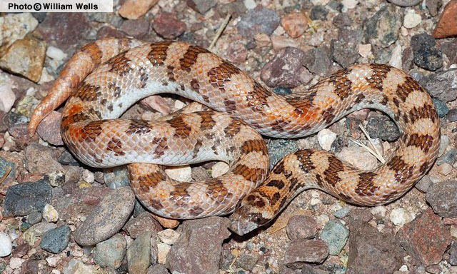 Spotted Leaf-nosed Snake (Phyllorhynchus decurtatus) Arizona