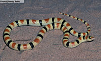 Western Shovel-nosed Snake (Chionactis occipitalis) Arizona