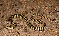 Western Shovel-nosed Snake (Chionactis occipitalis) Arizona