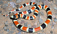 Sonoran Shovel-nosed Snake (Chionactis palarostris), Organ Pipe Shovel-noased Snake, Arizona