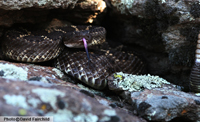 Arizona Black Rattlesnake (Crotalus cerberus) Arizona