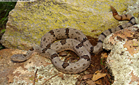 Rock Rattlesnake (Crotalus lepidus), Arizona