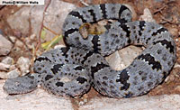 Rock Rattlesnake (Crotalus lepidus) Arizona