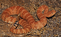 Speckled Rattlesnake (Crotalus mitchellii) Arizona
