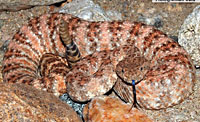 Speckled Rattlesnake (Crotalus mitchellii) Arizona