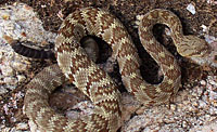 Black-tailed Rattlesnake (Crotalus molossus) Arizona